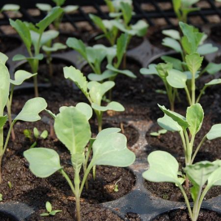 Poza pentru categoria Rasaduri de legume