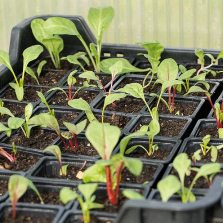 Poza pentru categoria Pahare rasaduri