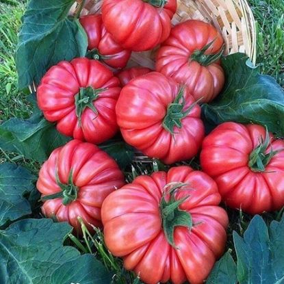 Poza cu Rasaduri de rosii roz crete Leroxy F1