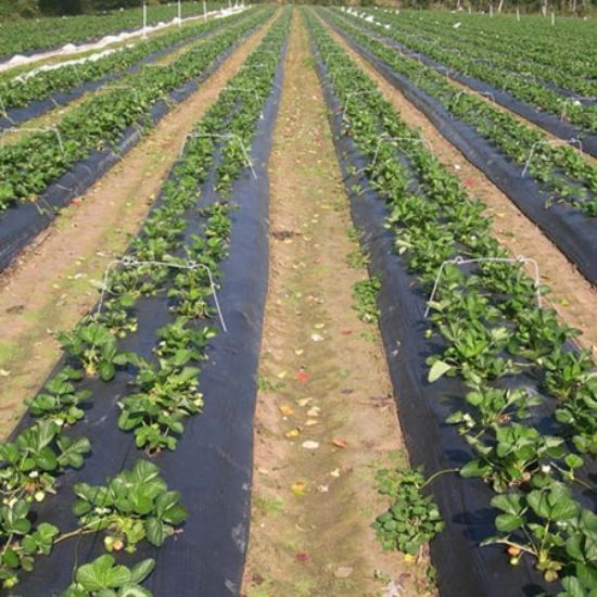 Poza cu Folie mulcire