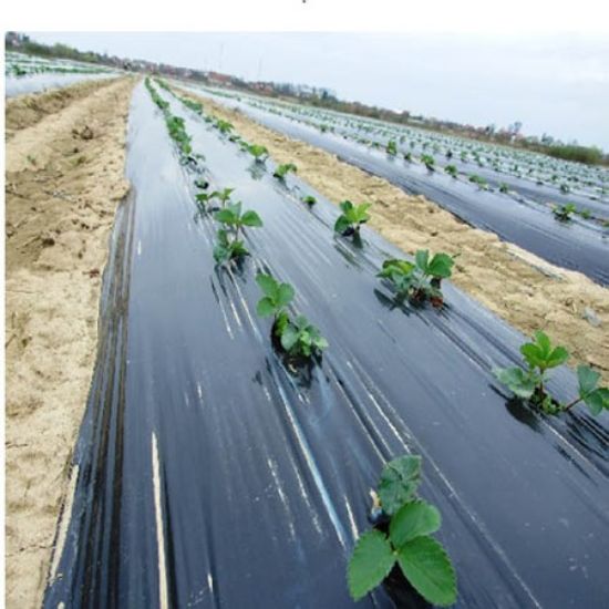 Poza cu Folie mulcire