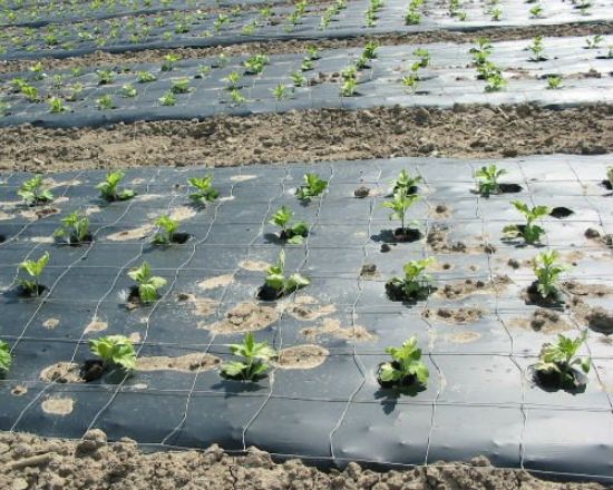 Poza cu Folie de mulcire perforata