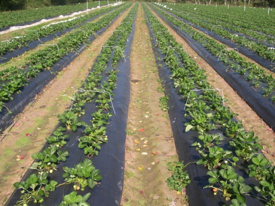 Poza cu Folie de mulcire perforata