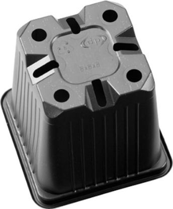 Pahar Rasad - 8 x 8 x 8