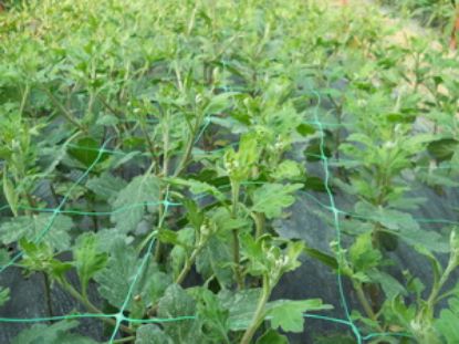 Poza cu Plasa sustinere plante