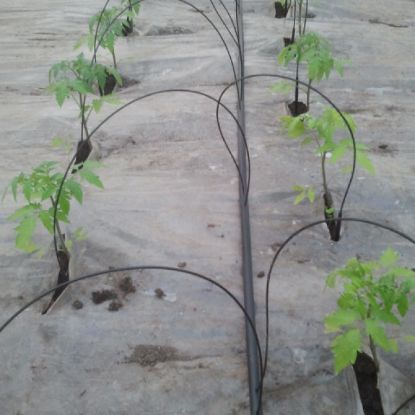 Poza cu Irigare prin tub capilar