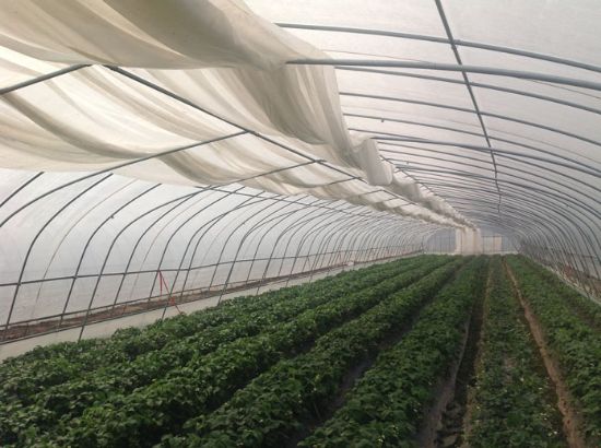 Poza cu Folie Termica - Antipicurare 50 microni Sotrafa