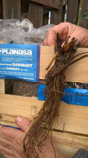 Poza cu Stoloni de caspuni