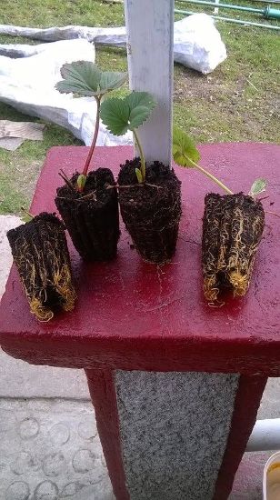 Poza cu Stoloni de caspuni