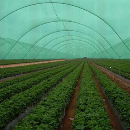 Poza cu Plasă de Umbrire 35%