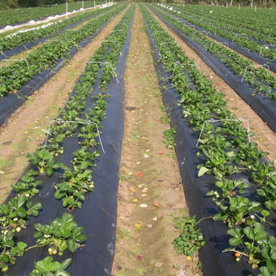 Poza cu Folie mulcire