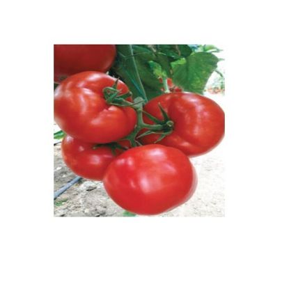 Poza cu Seminte de rosii Eurasia (Asia) F1