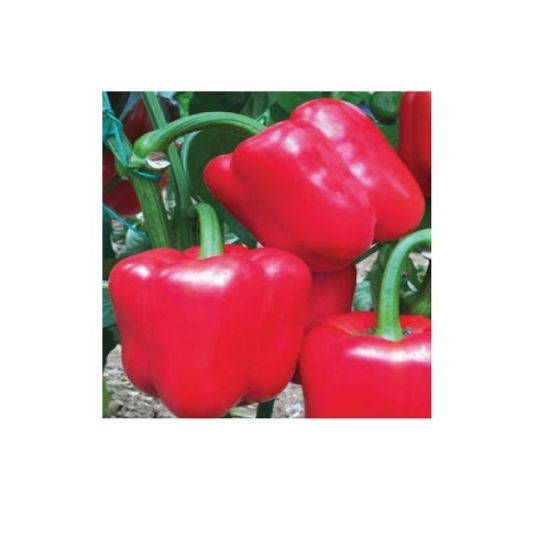 Poza cu Seminte de ardei gras rosu Aktor F1