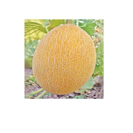 Poza cu Seminte de pepeni galbeni Kemer F1