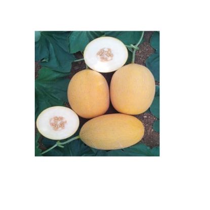 Poza cu Seminte de pepeni galbeni Lokum F1