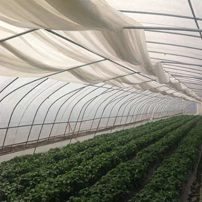 Folie Termica - Antipicurare 50 microni Sotrafa