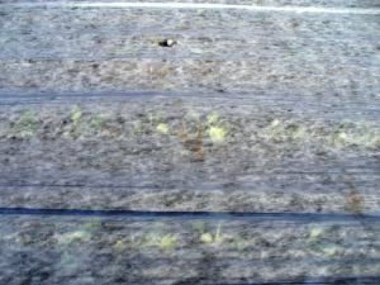 Poza cu Folie Microporoasa Antiinghet Agril 19 gr/mp