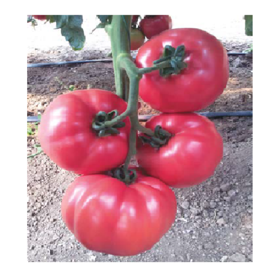 Poza cu Rasaduri de Rosii roz Gusto Pink F1 ( varianta imbunatatita Pink Rock )