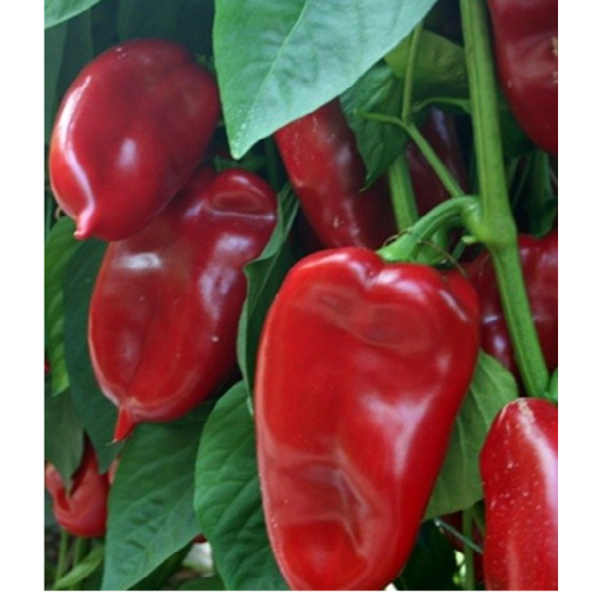 Poza cu Rasaduri de Ardei Kapia Kaptur F1