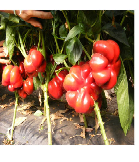 Poza cu Rasaduri de Gogosar Bihar F1