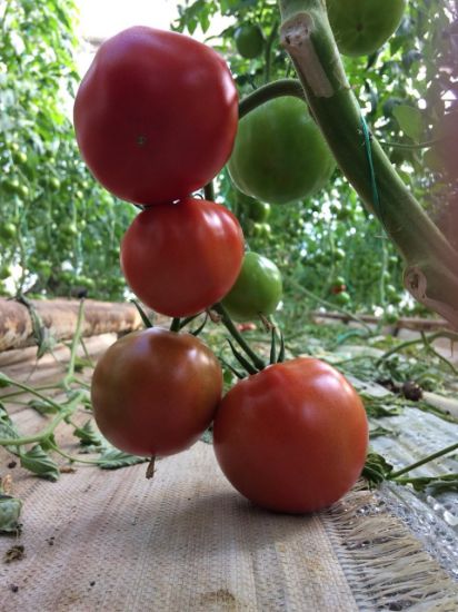 Poza cu Rasaduri de rosii Eurasia (Asia) F1