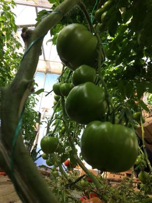 Seminte de rosii Eurasia (Asia) F1