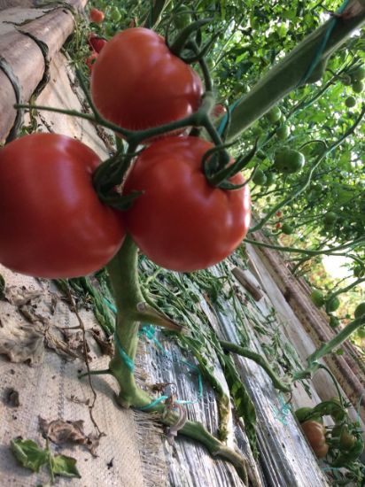 Poza cu Seminte de rosii Eurasia (Asia) F1