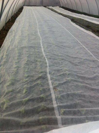 Poza cu Folie Microporoasa Antiinghet Agril 19 gr/mp