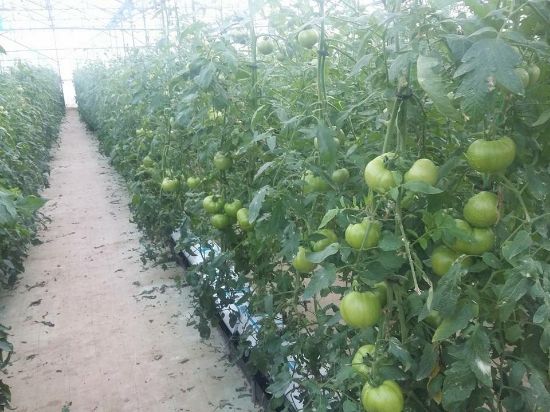 Poza cu Seminte de rosii roz Pink Rock F1