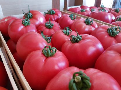 Seminte de rosii roz Pink Rock F1