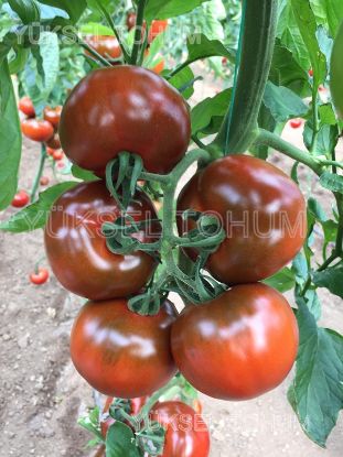 Seminte de rosii Sacher F1