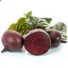 Poza cu Seminte de sfecla rosie ORELL F1