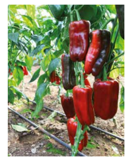 Poza cu Seminte de ardei kapia urias 133-414 F1