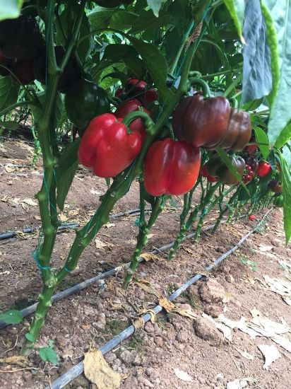 Poza cu Seminte de ardei gras rosu Aktor F1