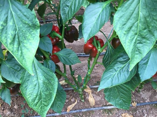 Poza cu Seminte de ardei gras rosu Aktor F1