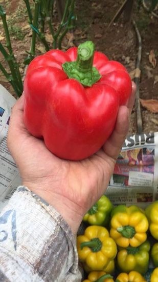 Poza cu Seminte de ardei gras rosu Aktor F1