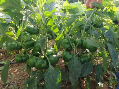 Poza cu Seminte de gogosar Mercury F1