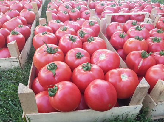 Poza cu Rasaduri de Rosii roz Gusto Pink F1 ( varianta imbunatatita Pink Rock )