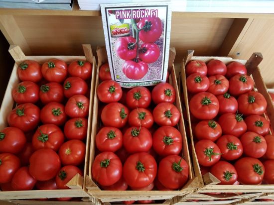 Poza cu Rasaduri de Rosii roz Gusto Pink F1 ( varianta imbunatatita Pink Rock )