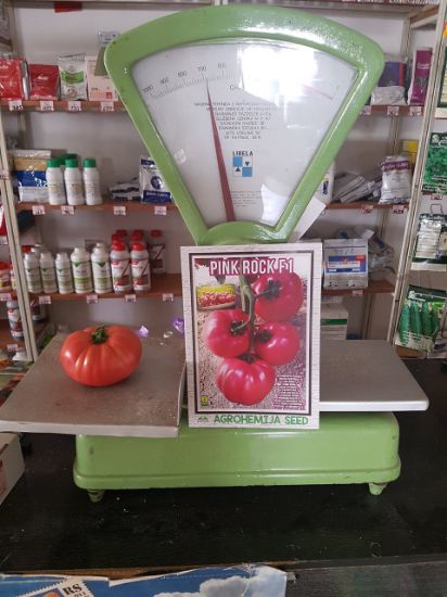 Poza cu Rasaduri de Rosii roz Gusto Pink F1 ( varianta imbunatatita Pink Rock )