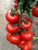 Poza cu Seminte de rosii 152-388 F1