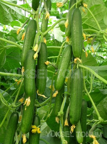 Poza cu Seminte de castraveti semi-lungi Y-225 F1