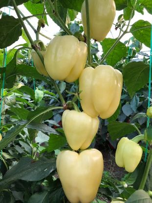 Rasaduri de Ardei galben Cecilia F1