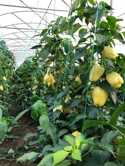 Poza cu Rasaduri de Ardei galben Cecilia F1