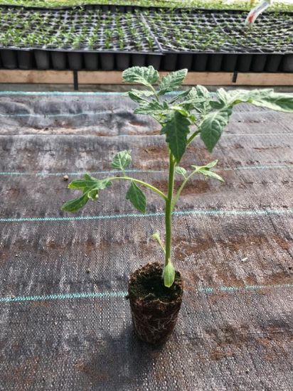 Poza cu Rasaduri de rosii negre Sacher F1