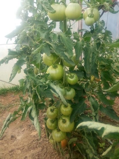 Poza cu Rasaduri de Rosii - Buzau 1600