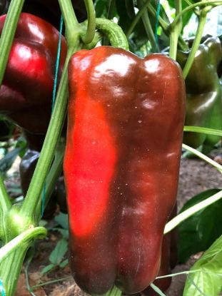 Rasaduri de Ardei Kapia Urias 133-414 F1