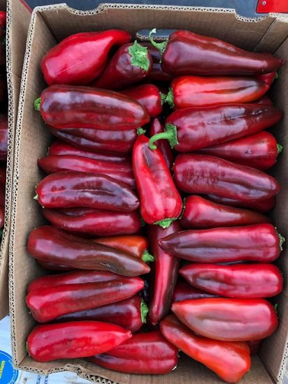 Poza cu Rasaduri de Ardei Kapia Urias 133-414 F1