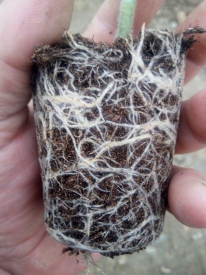 Poza cu Rasaduri de Gogosar Traian