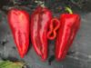 Poza cu Rasaduri de Ardei rosu lung Napoca F1